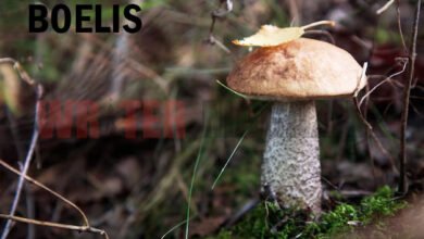 Boelis
