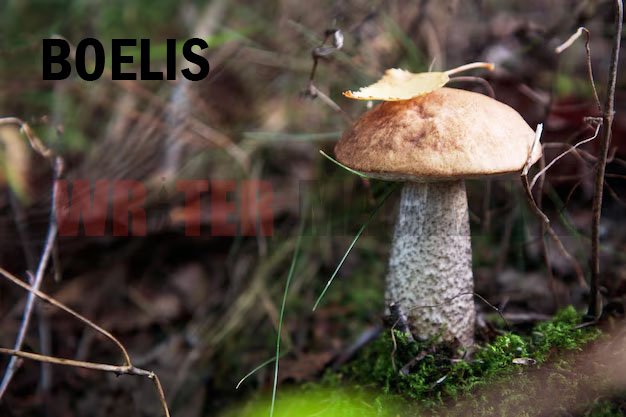 Boelis