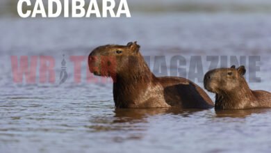 Cadibara