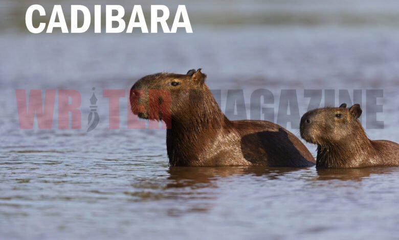 Cadibara