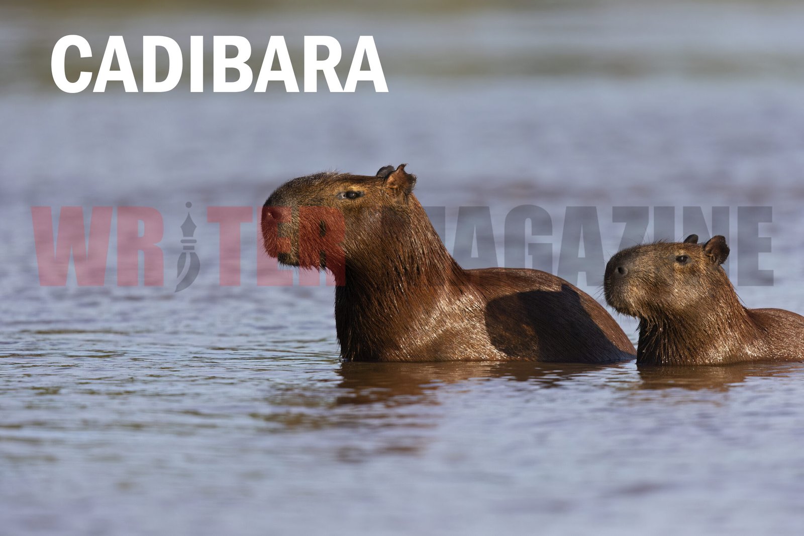Cadibara