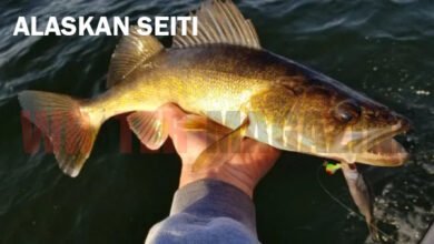 alaskan seiti